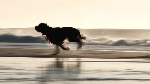 Dogs Racing From Ocean On Sandy Beach