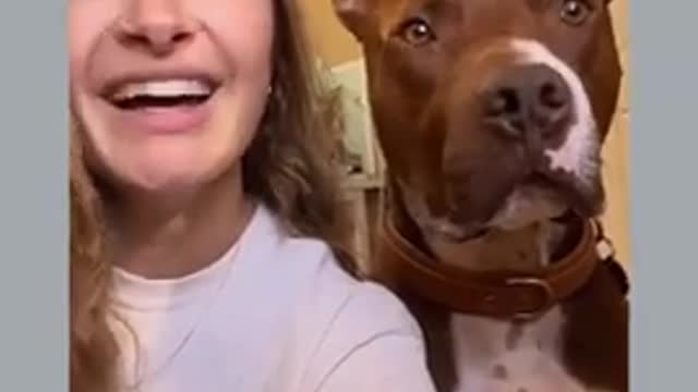Try Not To Laugh At This Ultimate Funny Dog Videos πΆπ#Shorts