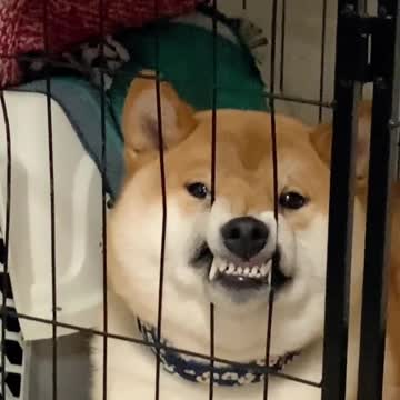 Shiba Inu in a cage