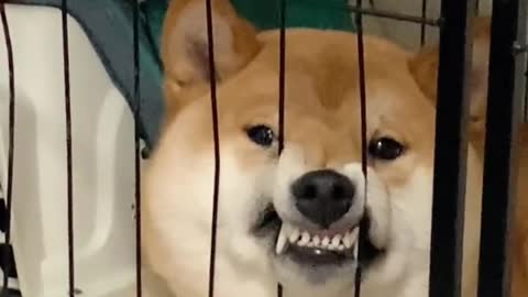 Shiba Inu in a cage