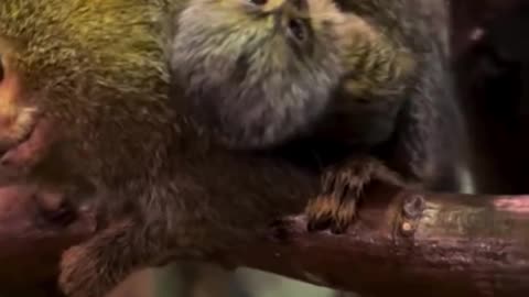 THE PYGMY MARMOSET THE WORLD’S SMALLEST MONKEY.. 5 INCHES TALL WEIGHING ONLY 4 OUNCES