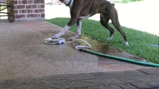 Pup Learned a New Trick in Quarantine