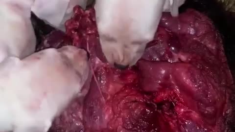 Dogo Argentino Puppies