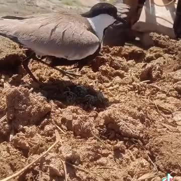 Wow Awesome this bird save eag Don't miss this viral video