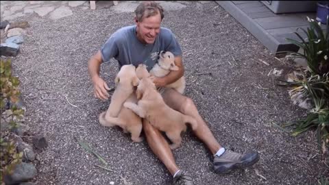 Golden Retriever Puppy Attack