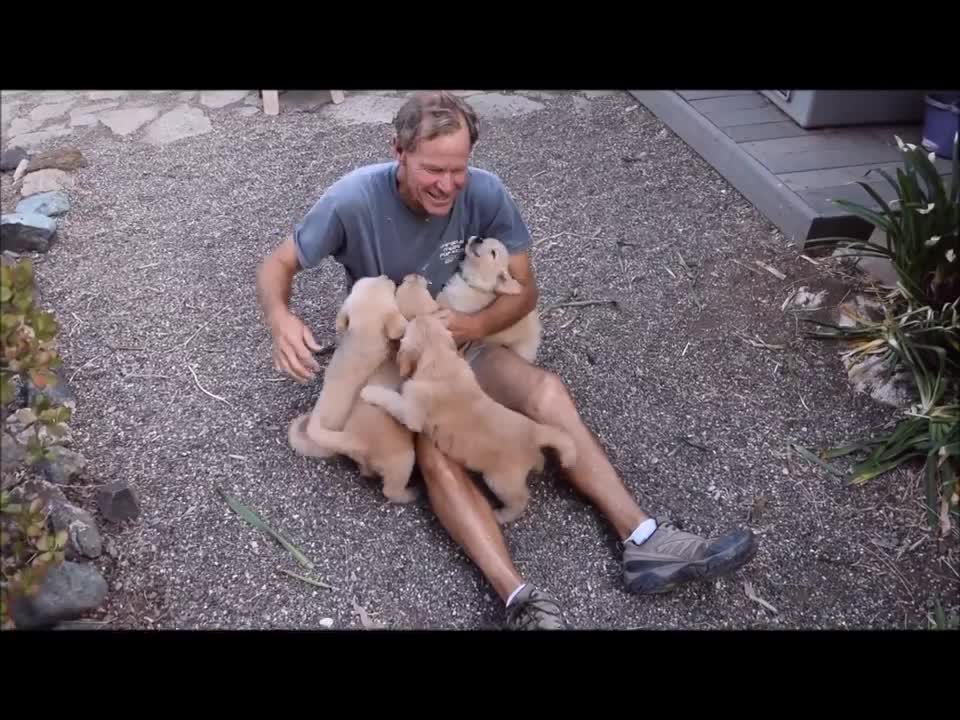 Golden Retriever Puppy Attack