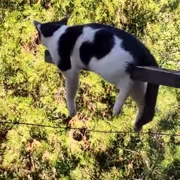 This Kitty Cat chose a dangerous spot to chill