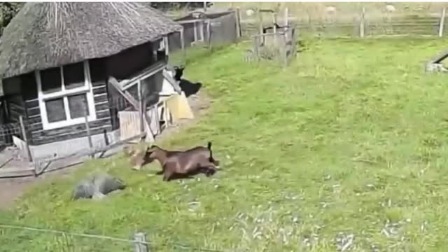 Farm animals come together to protect their chicken friend from a hawk attack!