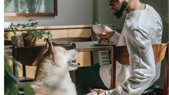 dog training dog training,the best dog training your dog