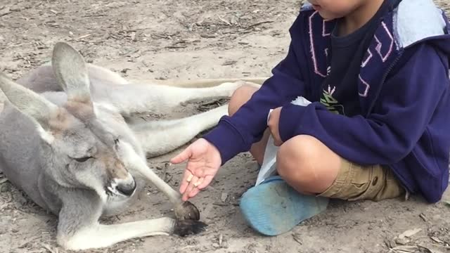 menino e canguru veja oque aconteceu