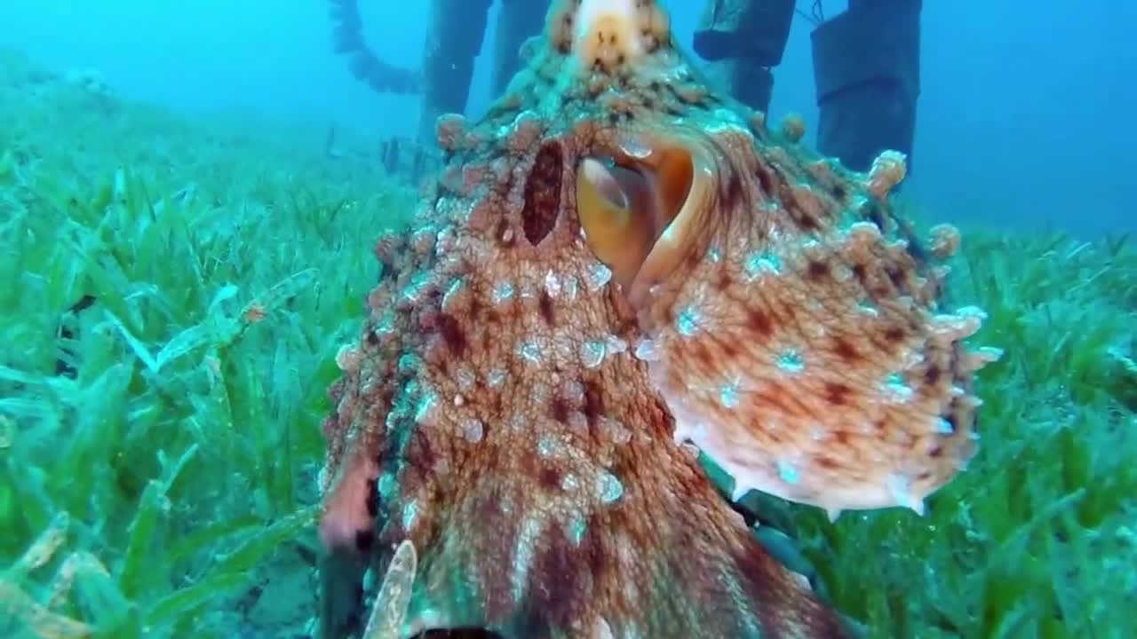 Octopus hunter underwater video Dahab, Red sea Egypt