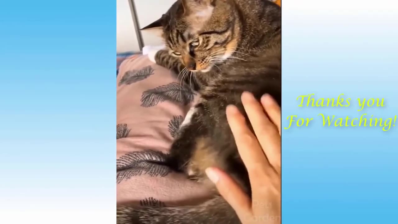 Funny Animal Video