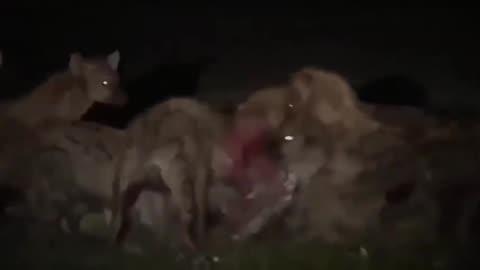 Hyenas Brutally End Life Before It Ever Starts