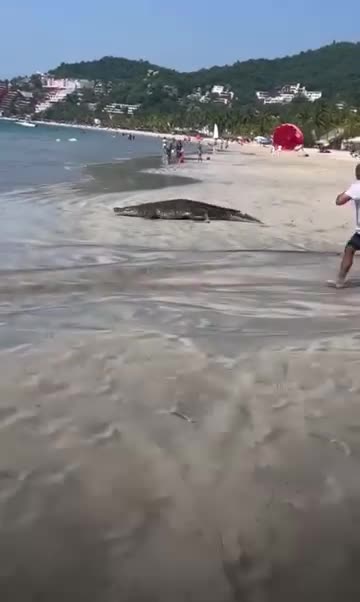 Crocodile at the beach, what a wonderful day