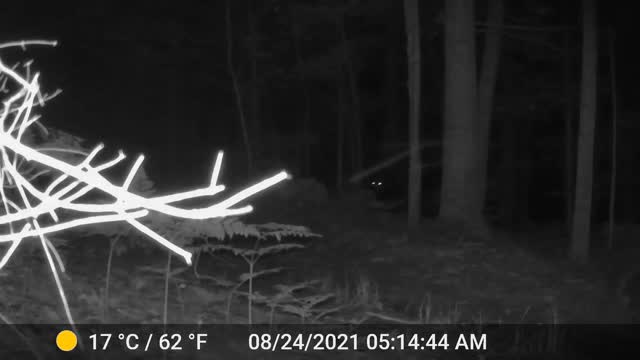 Bear on night cam coming for our camera