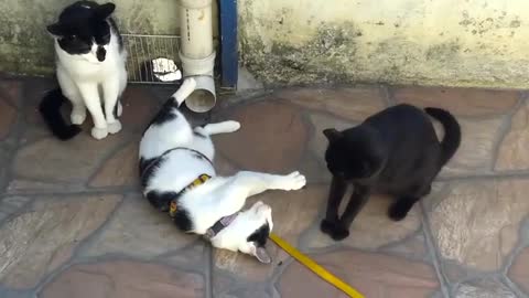 cat playing with her puppies