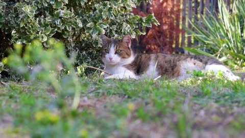 A cat peacefully rests in a garden in a shade