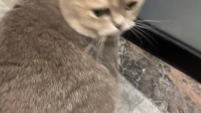 Worried kitten