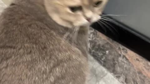 Worried kitten