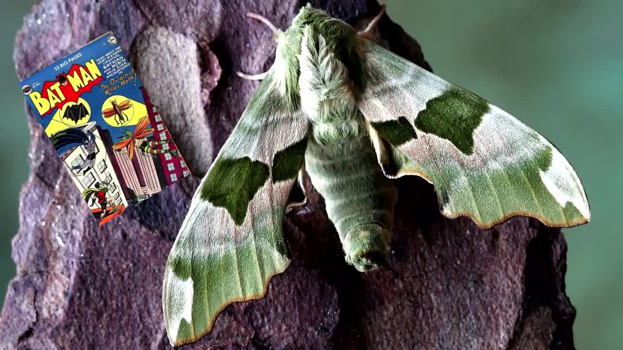 Moth facts: they're not butterflies - or are they?