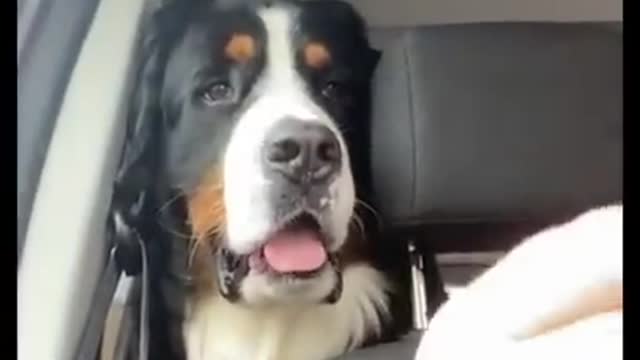 Ultimate Funny Dogs Compilation! 🤣 Most Viral DOGS on the internet! 🐕