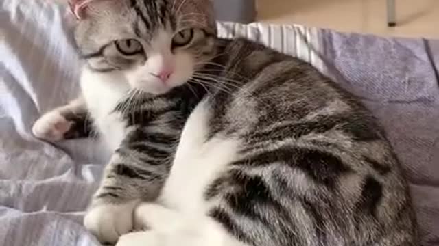 Try not to laugh