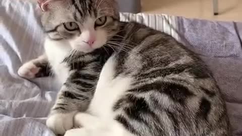 Try not to laugh