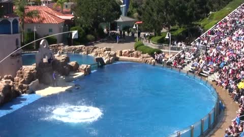 "Dolphin Discovery" Show at SeaWorld