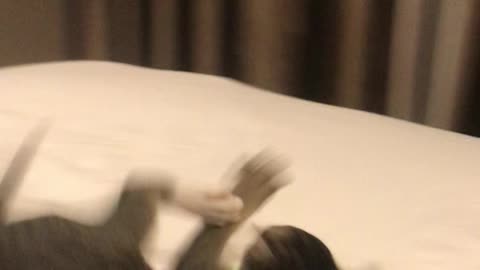 Peanut the Cat Somersaults After Trying on Harness