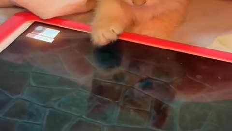 Cat play games in mobile