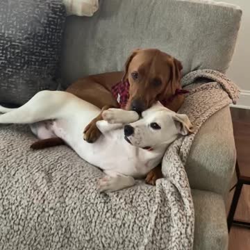 Pair of sweet doggies preciously cuddle with each other