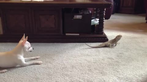 Chihuahua vs Bearded Dragon