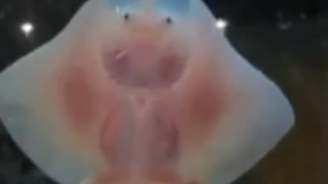 Laughing fish