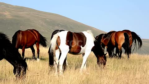 horse🐎 video