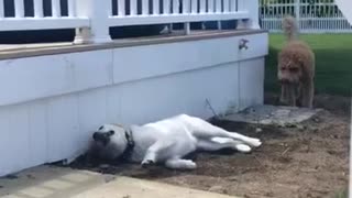 There’s dogs that need groomers and then there’s dirt dogs