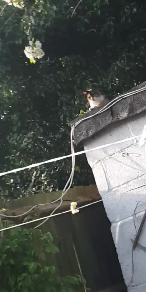 My cat on shed roof enjoying the sun😍