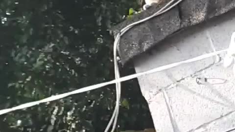 My cat on shed roof enjoying the sun😍