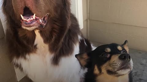 Bunny And Dogs Are The Best Of Friends