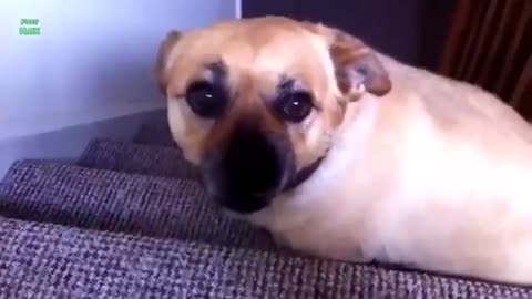 Funny cute dog videos