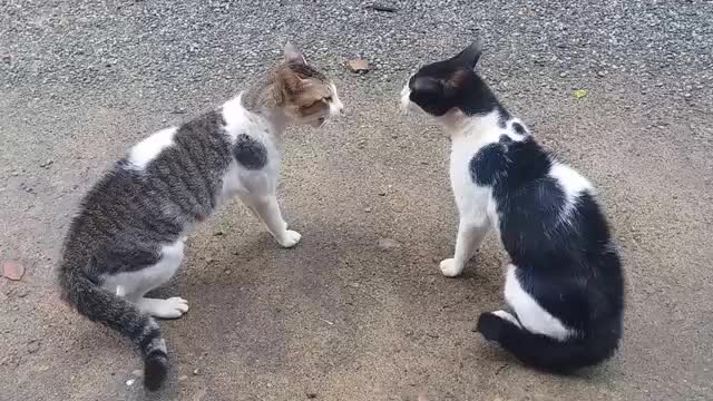 Cats Fighting With Sound