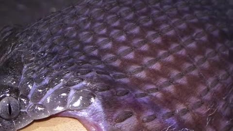 Small but shocking snake 🐍😯