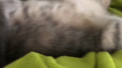 funny cat clips