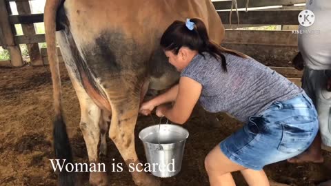 woman milking cow