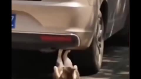 Video engraçado de gatos fofo