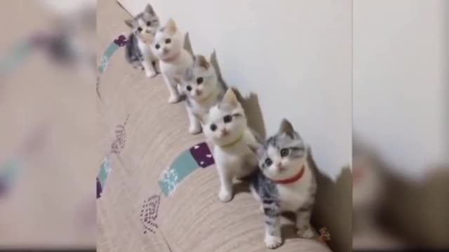 Baby cats very funny video