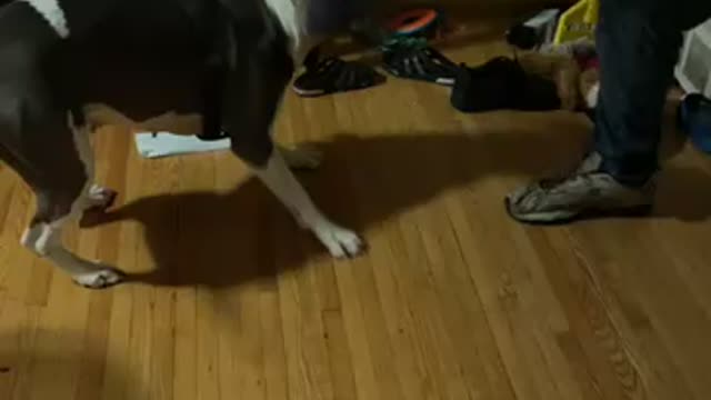 Dog playing