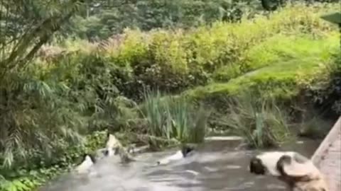 Polite Great Dane Sits Like Humans For Steak Dinner Treats