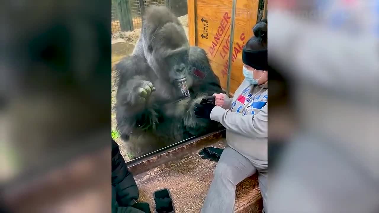 02 Best Funny Animal Videos 2021 and 2022 😺 Funniest Dogs And Cats Videos 🤣