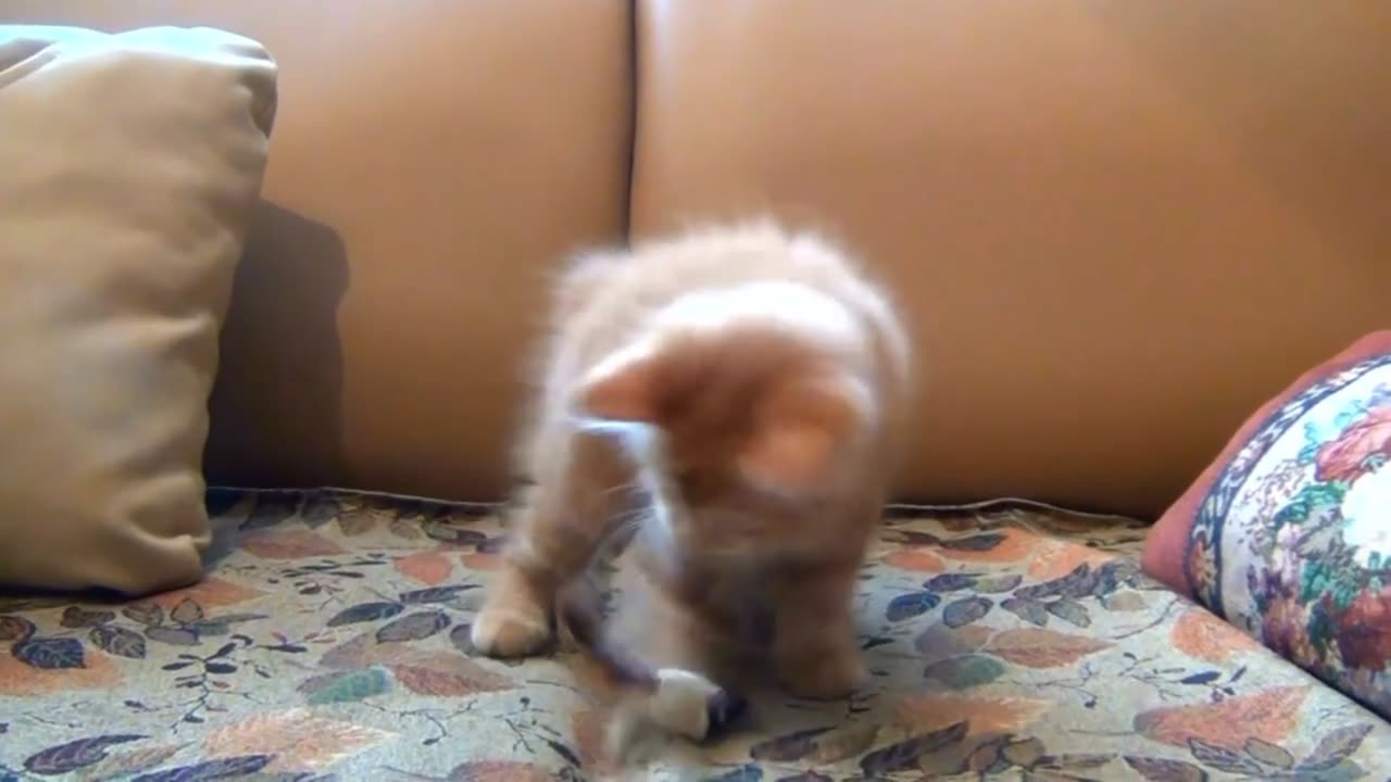 funy cat videos