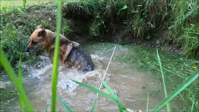 cute dog ,dog,funny dog,dog breeds,dog videos,
